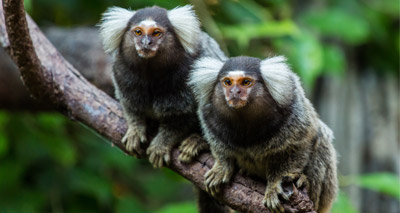 Feedback affects vocalisation in infant marmosets