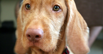 New DNA testing scheme for vizslas