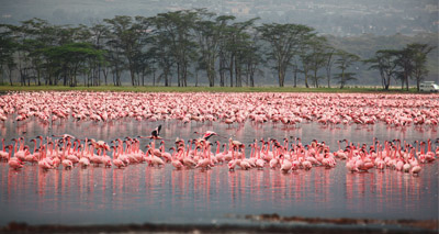 Scientists explain flamingo’s unique pose