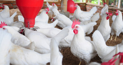 Avian flu measures lift across most of England