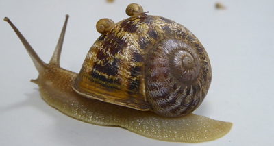 Rare ‘lefty’ snails produce first offspring