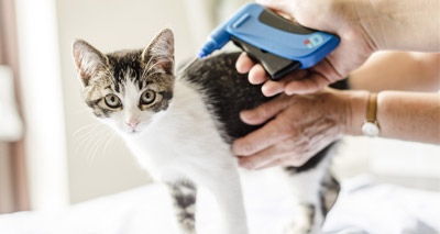 Blue Cross reminds cat owners to microchip their pets