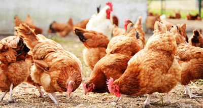 Chickens may hold key to protecting humans from viruses