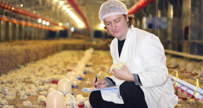 Poultry sector cuts antibiotic use by 71 per cent