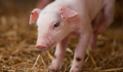 Pig embryo study sheds light on human development