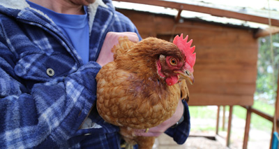 Charity rehomes commercial hens to great effect