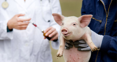 Colistin use in pig sector falls significantly