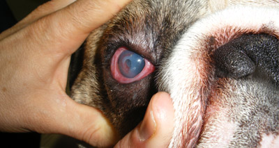 Brachycephalic dogs more susceptible to corneal ulcerative disease