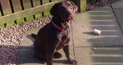 Scottish SPCA launch dog ownership survey