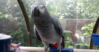 Pet parrot begins mimicking ospreys