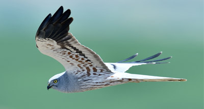 Hen harriers in decline, survey shows