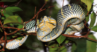 Snake venom protein could prevent blood clots
