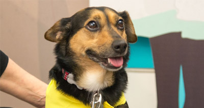 Hospitals encouraged to explore animal therapy