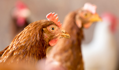 Mutations could allow H7N9 to spread among humans