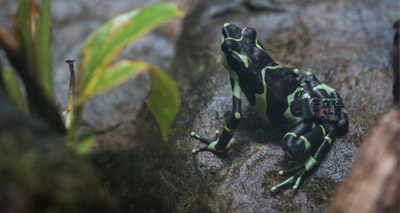 Scientists release frogs wearing radio transmitters