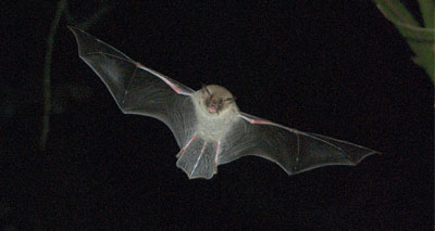 Red streetlights ‘could limit bat habitat loss’