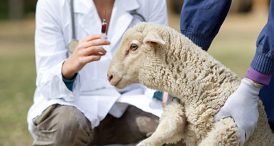Sheep vets gain easy access to disease data