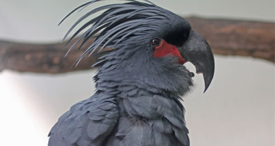 Drumming cockatoos have signature beats