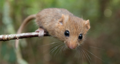 Rare hazel dormice released in Warwickshire