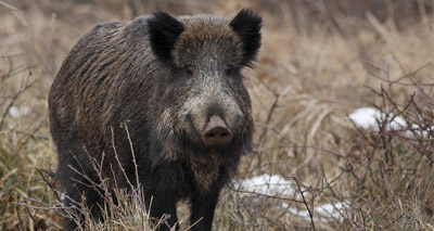 African swine fever reaches Czech Republic