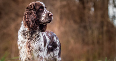 Spate of severe parvovirus cases in Hampstead