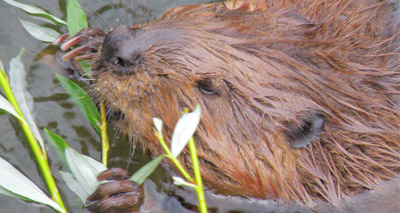 Beavers stem flooding and boost wildlife, report shows