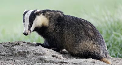 Targeted badger cull to take place in Wales