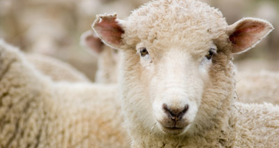 Artificial intelligence used to detect sheep pain