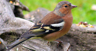 Late nesting birds and bees suffering from habitat loss