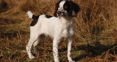 MSPs vote in favour of tail shortening