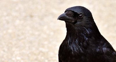 Ravens ‘remember those who treat them unfairly’