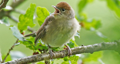 Biologist highlights evolutionary changes in our cities