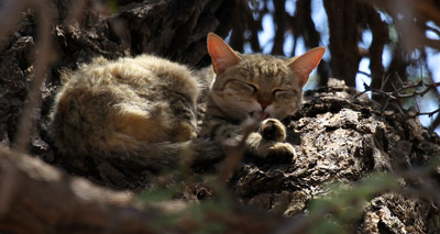 Cat DNA study sheds light on domestication