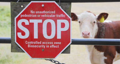New technology provides insights into foot-and-mouth disease