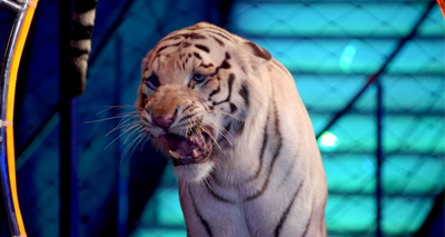 Romania bans wild animals in circuses