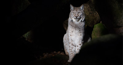 Lynx UK Trust submits reintroduction application