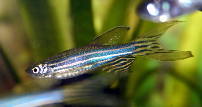 Zebrafish study gives new insights into spinal injury