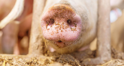 Defra to fund research into pig stunning methods