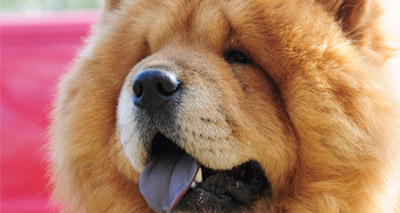 Kennel Club reclassifies chow chow to category two
