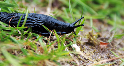 Slug slime inspires new medical glue