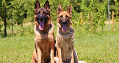 Study reveals disorders of German shepherds