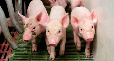 Government confirms maximum transition period for zinc oxide