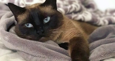 US vets remove heartworm from cat’s femoral artery