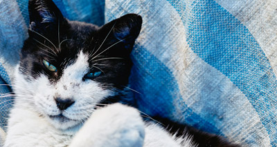 ‘Street Cats’ photography competition winners announced