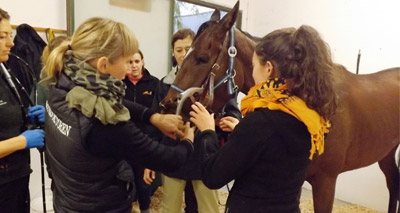 Diet can help manage equine gastric ulcer syndrome - study