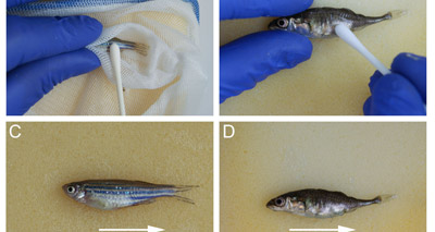 Study to investigate less-invasive fish swabbing technique