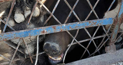 Vets rescue animals from war-torn zoo