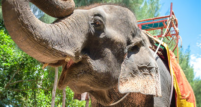 ‘Domesticated’ elephant kills handler