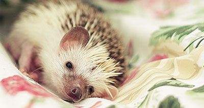 Cat adopts baby hedgehogs