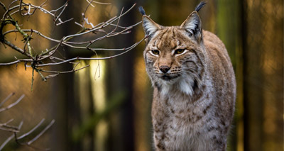 Current legislation will not allow Lynx release, NSA warns